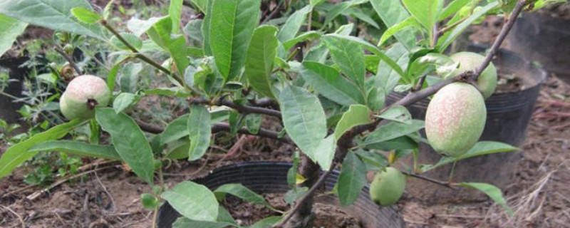 盆栽木瓜树怎么养（盆栽木瓜树怎么养护和管理）