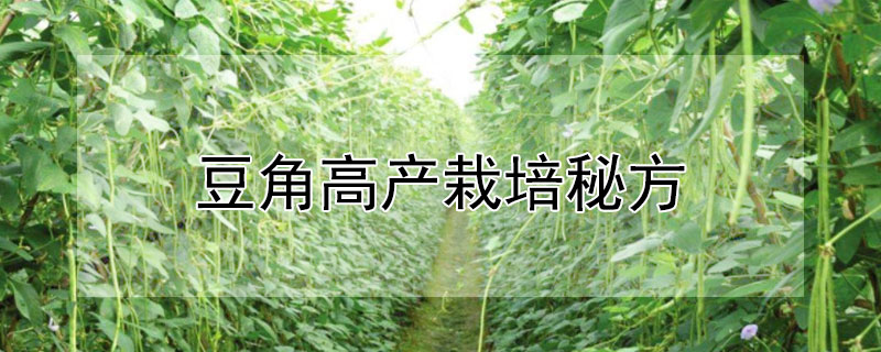 豆角高产栽培秘方 豆角高产栽培秘方图片