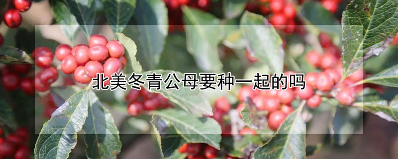 北美冬青公母要种一起的吗 北美冬青树怎样分公母