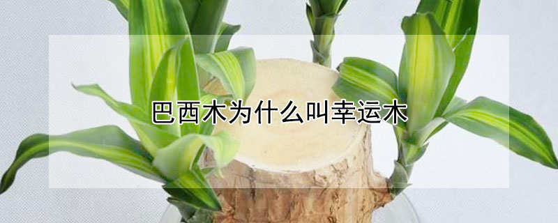 巴西木为什么叫幸运木 巴西木幸运吗