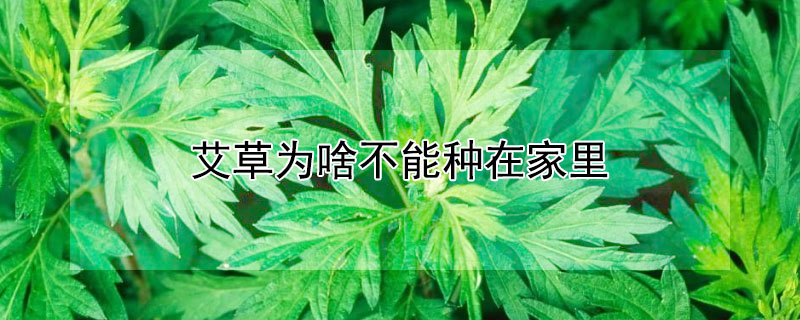 艾草为啥不能种在家里 艾草为什么不能种在家里