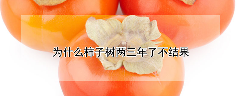 为什么柿子树两三年了不结果 为什么柿子树两三年了不结果呢