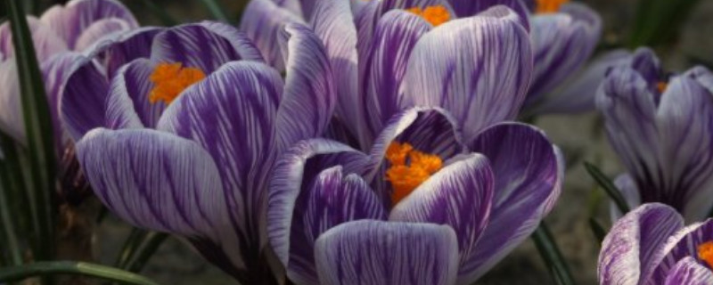 荷兰红花怎么不开花 红荷兰花什么时候开花