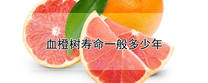 血橙树寿命一般多少年（血橙树苗什么时候栽）