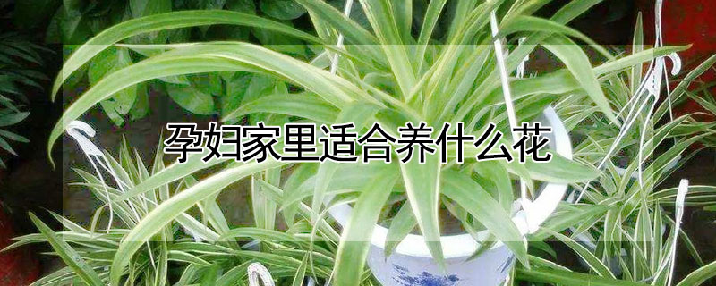 孕妇家里适合养什么花（孕妇家里适合养什么花 知乎）