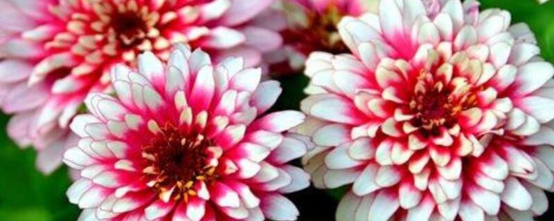 百日草的播种方法 百日草如何播种