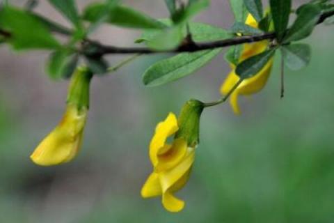 金雀什么时候剪枝