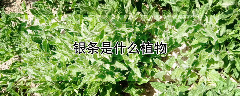 银条是什么植物（银条是什么植物多少钱）