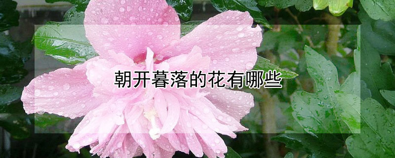 朝开暮落的花有哪些 什么花朝开夕落