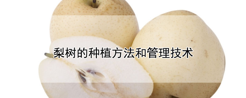 梨树的种植方法和管理技术 梨树的种植方法和管理技术视频教程
