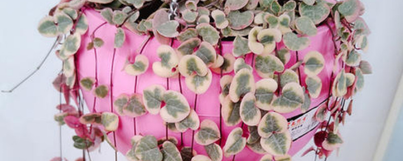 爱之蔓有什么毒性（爱之蔓中毒会怎么样）