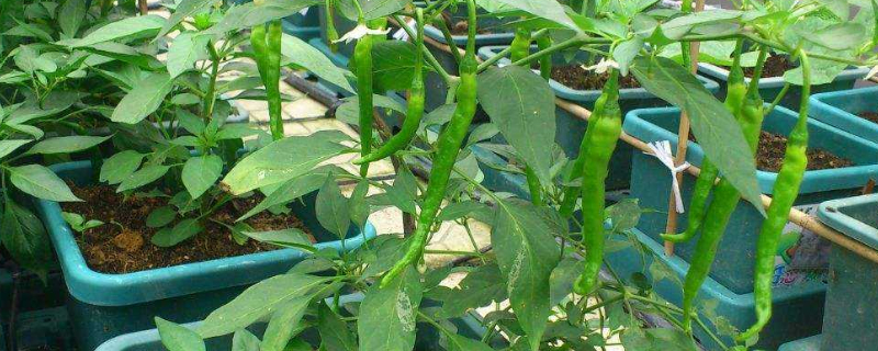 阳台种的菜怎样施肥 阳台种的菜怎么施肥