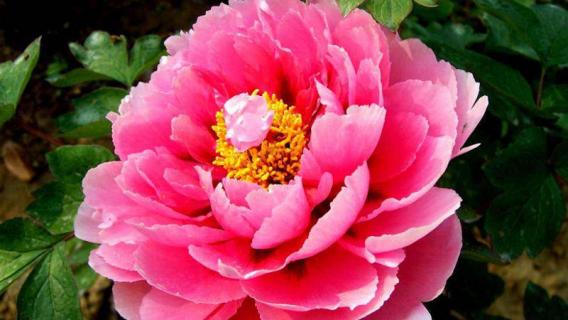 花中之王是什么花 花中之王是什么花?