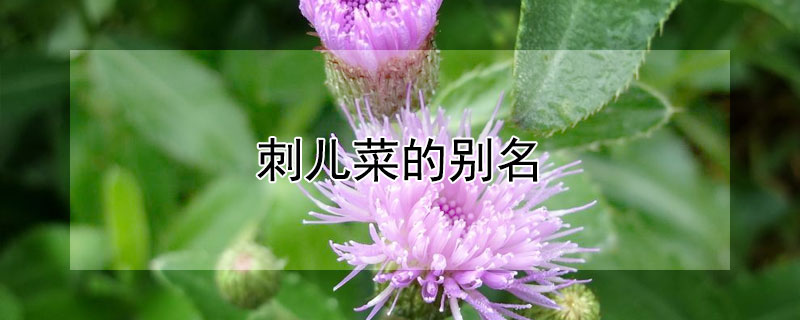 刺儿菜的别名 刺儿菜是什么样的