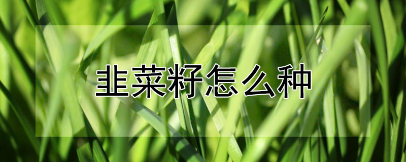 韭菜籽怎么种（韭菜籽怎么种植方法视频）