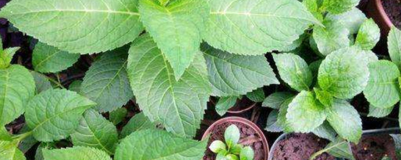 磷钾肥怎么浇花正确使用方法 磷钾肥怎么浇花正确使用方法视频