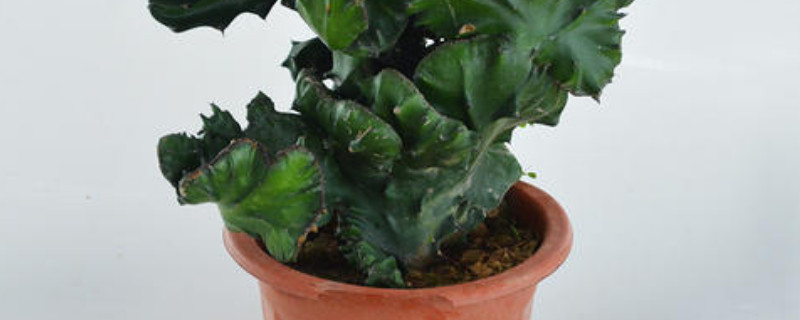 四大发财之树（十大发财树）