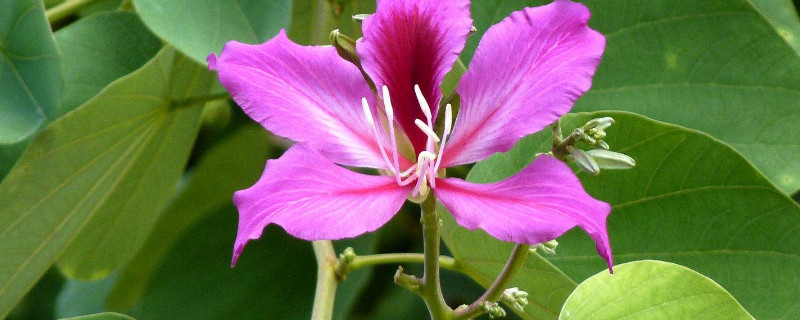 紫荆花还有什么名字（紫荆花其他的名字）