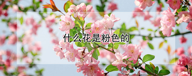 什么花是粉色的 春天什么花是粉色的
