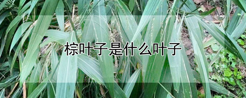 棕叶子是什么叶子 棕叶子是什么叶子箬怎么读