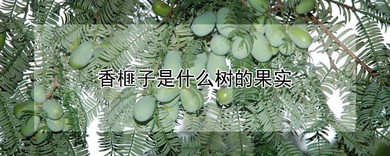 香榧子是什么树的果实 香榧子是什么树的果实呢