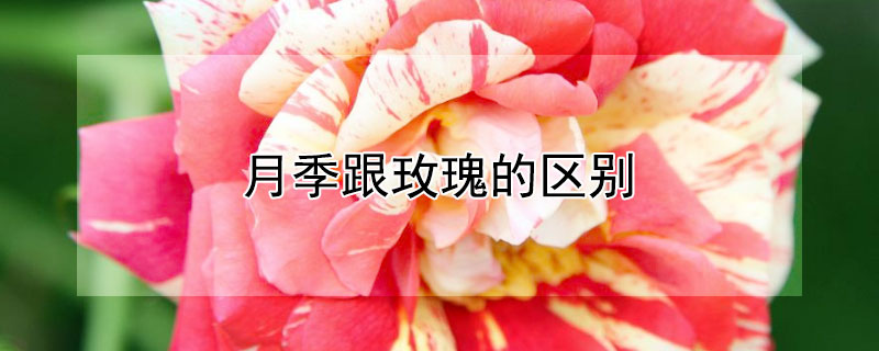 月季跟玫瑰的区别 月季跟玫瑰什么区别