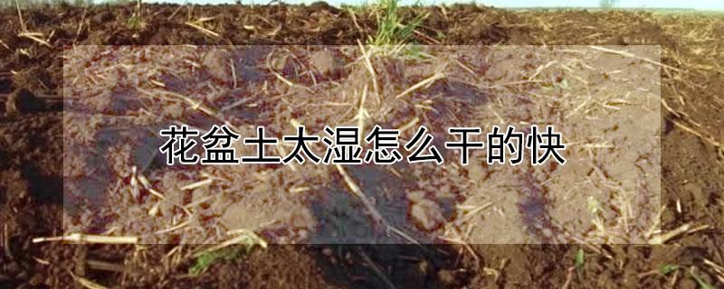 花盆土太湿怎么干的快（花盆土太湿怎么干的快一点）