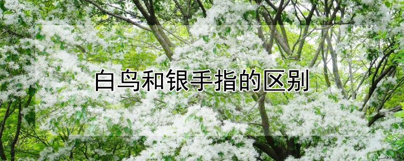 白鸟和银手指的区别 白鸟和银手指的区别在哪