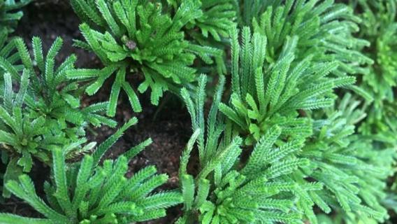 卷柏是什么植物 卷柏是什么植物裸子还是被子