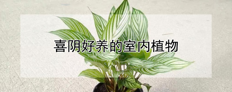 喜阴好养的室内植物 喜阴好养的室内植物有哪些