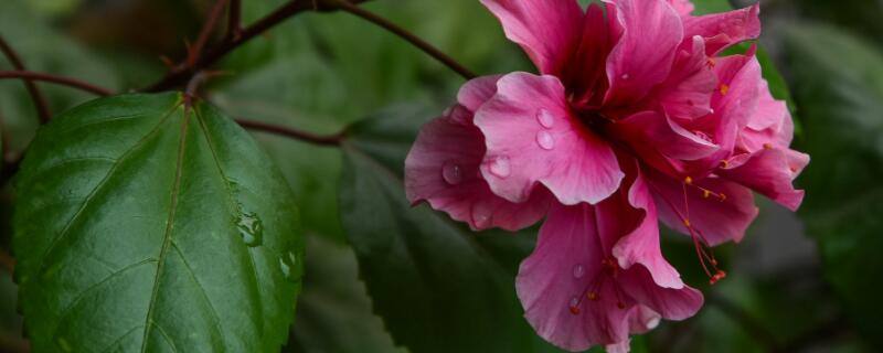 新买的扶桑花怎样缓苗（扶桑花幼苗怎样养护）