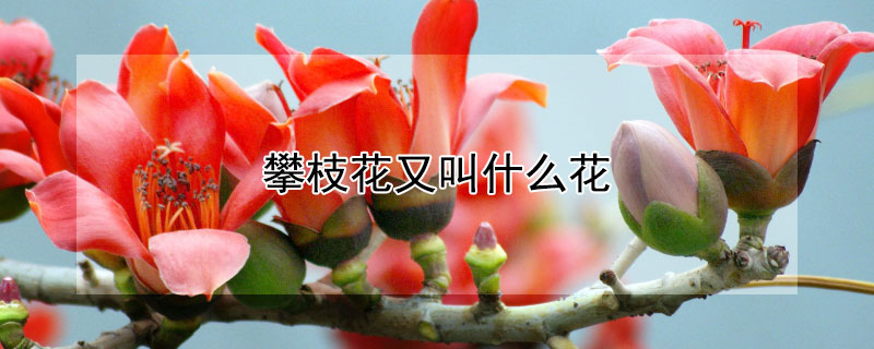 攀枝花又叫什么花（攀枝花又叫什么花名称）