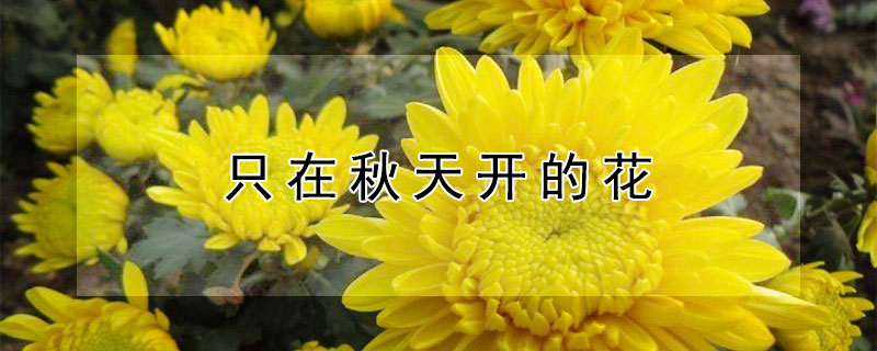 只在秋天开的花（只在秋天开的花有哪些）