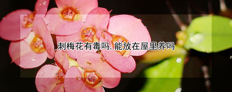 刺梅花有毒吗,能放在屋里养吗 刺梅花有毒吗,能放在屋里养吗冬
