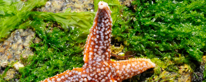 浮游植物有哪些（浮游植物有哪些及图片）