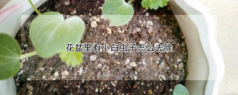 花盆里有小白虫子怎么去除 花盆里有小白虫子怎么去除视频