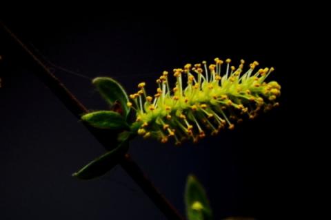 柳树在哪个节气开花