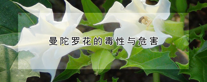 曼陀罗花的毒性与危害 曼陀罗花的毒性与危害可以随便养吗