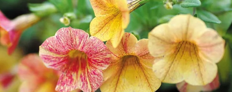 舞春花花败了怎么处理（舞春花开花之后怎么处理）