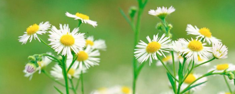 雏菊水养注意事项 雏菊要用水养吗