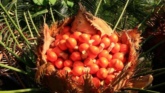 铁树果有毒吗 铁树果有没有毒