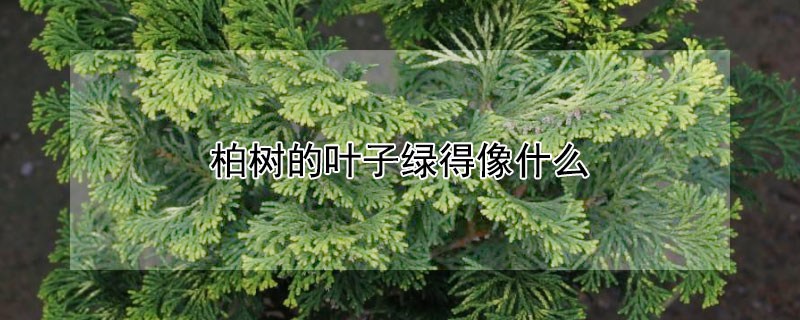 柏树的叶子绿得像什么 柏树的叶子像什么样子像什么