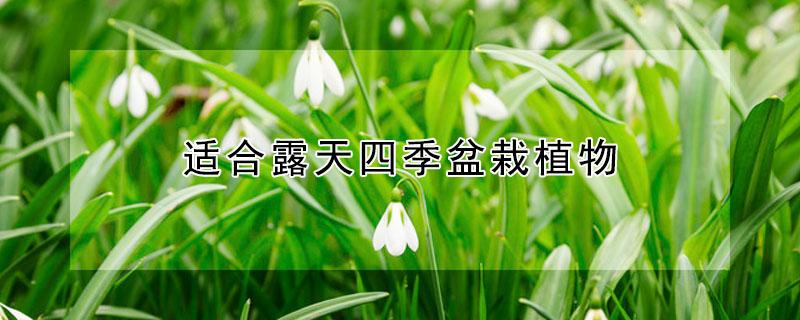 适合露天四季盆栽植物 适合露天四季盆栽植物耐热植物