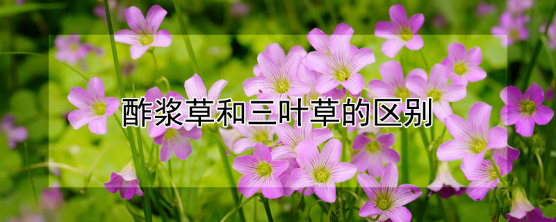 酢浆草和三叶草的区别（酢浆草和四叶草的区别）