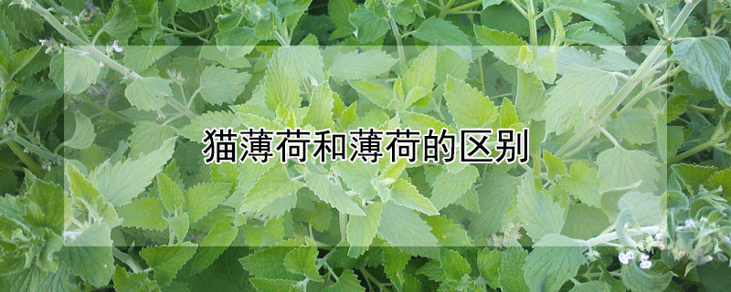 猫薄荷和薄荷的区别（猫薄荷和薄荷的区别是什么）