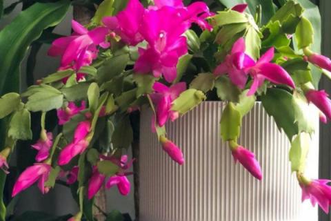 北方上冻后植物还能浇水吗