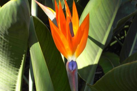 天堂鸟冬天会冻死吗