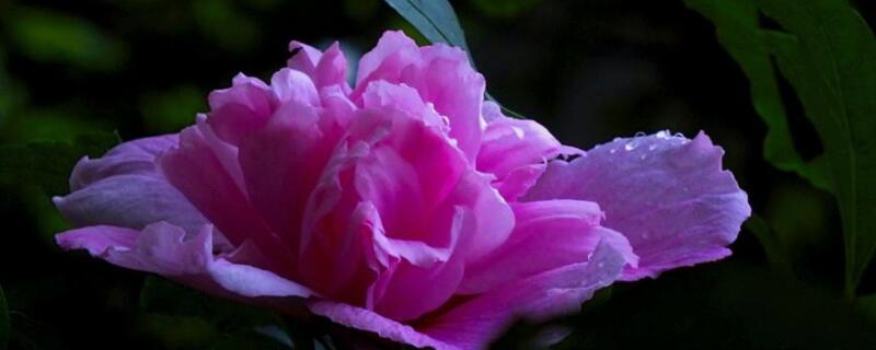 小木槿枝干变黑怎么办（小木槿枝干变黑怎么办视频）