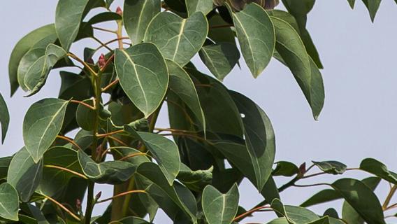 香樟树的作用 香樟树的作用与功效 药用价值