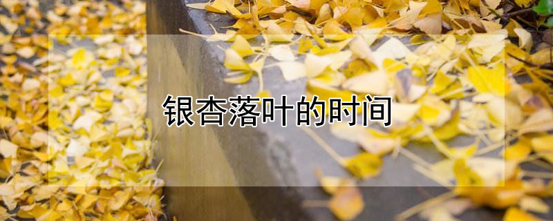 银杏落叶的时间 银杏落叶的时间是几月